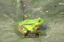 멸종위기 한국 고유종 금개구리의 사냥모습