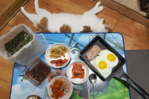 엠팍에서 화제인 새벽밥 고양이.jpg