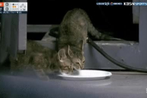 야구중계 중 잡아준 고양이 물 먹는 모습 ㅎ