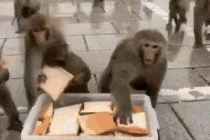 빵 가져가는 원숭이들