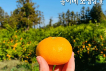 [쿠팡] 봄이네농장 제주 고당도 노지조생 감귤 3KG 5KG 10KG, 1박스, 제주도 노지 조생감귤 10KG [꼬마-소과 2S] 36,650원