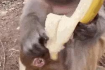 맛잘알 원숭이가 바나나에서 싫어하는 부분