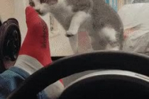 고양이 놀리던 운전자