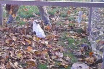 낙엽이 좋은 토끼.gif