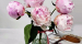 [쿠팡] 고급화병증정 5월에 꽃 작약(핑크)(코랄) 2종 꽃정기구독 꽃배달 꽃다발 꽃바구니 14,900원