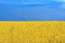 우크라이나 국기의 유래.jpg