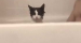 집사랑 목욕하는 고양이.gif